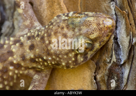 Mediterranean Gecko [Hemidactylus turcicus] Louisiana - USA ...