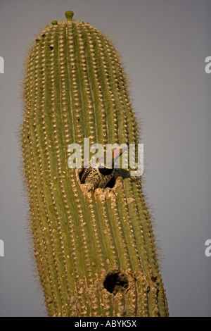 Gilded Flicker Colaptes chrysoides at Nest in Saguaro Cactus Sonoran Desert Arizona Male Stock Photo