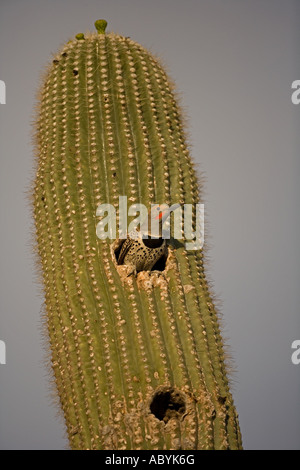 Gilded Flicker Colaptes chrysoides at Nest in Saguaro Cactus Sonoran Desert Arizona Male Stock Photo