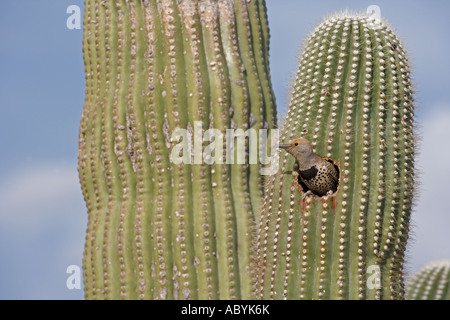 Gilded Flicker Colaptes chrysoides at Nest in Saguaro Cactus Sonoran Desert Arizona Female Stock Photo