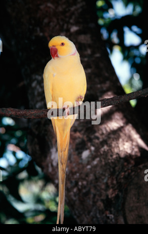 lutino ringneck parrot abyt79