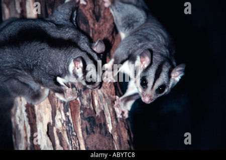 Squirrel Glider Stock Photo