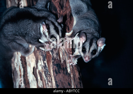 Squirrel Glider Stock Photo