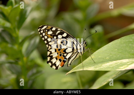 England Oxfordshire Woodstock Blenheim Palace Pleasure Gardens butterfly House butterfly with wings folded Stock Photo