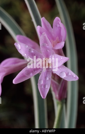 Tulbaghia violacea 'Silver Lace' (Society Garlic) syn. Variegata. Close up of lilac flowers with narrow variegated leaves. Stock Photo