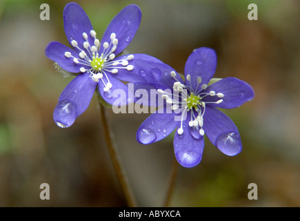 Close-up of Liverleaf Hepatica nobilis flowers Stock Photo