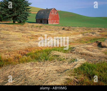 Whitman County WA A field of fresh cut hay in front of a red barn in summer Stock Photo