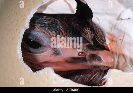 Ostrich Struthio camelus Chick hatching from egg Africa Stock Photo
