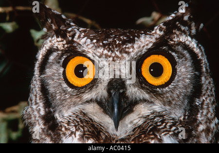 Spotted Eagle Owl Bubo africanus Africa Stock Photo