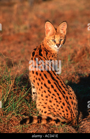 Serval Felis serval Beautifully spotted barred coat Africa Stock Photo