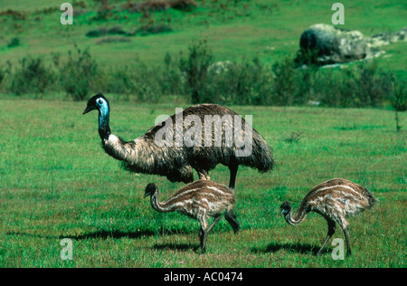 Emu Dromalus novaehollandiae Emu and young Australia Stock Photo