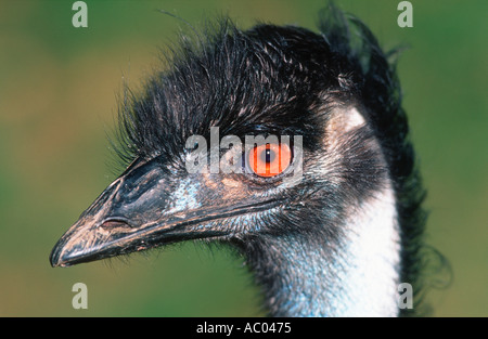 Emu Dromalus novaehollandiae Australia Stock Photo