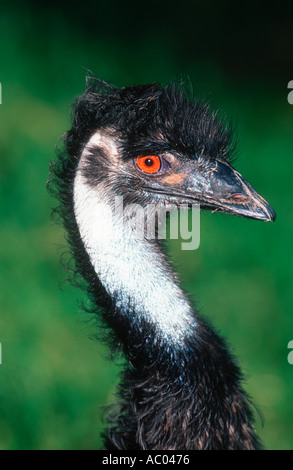 Emu Dromalus novaehollandiae Australia Stock Photo
