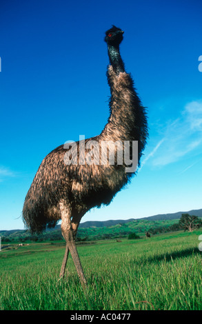 Emu Dromalus novaehollandiae Flightless bird Australia Stock Photo