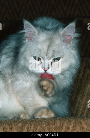 Domestic cat Breed Chinchilla Stock Photo