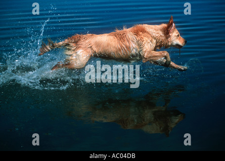 Domestic dog Labrador Golden Retriever Stock Photo