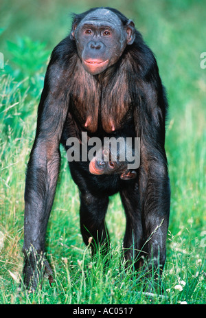 Bonobo chimpanzee Pan paniscus Mother and young Distribution Tropical Rainforest Democratic Republic of Congo Stock Photo