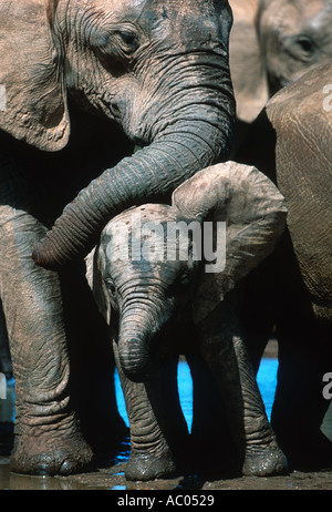 African elephant Loxodonta africana At waterhole Addo Elephant National Park South Africa Sub Saharan Africa Stock Photo