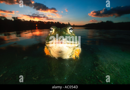 Giant bullfrog Pyxicephalus adsperus Males can be over 250mm in body length and weigh over 1kg South Africa Southern Africa Stock Photo