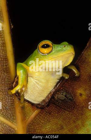 Reed frog Hyperolius sp Sub saharan Africa Stock Photo
