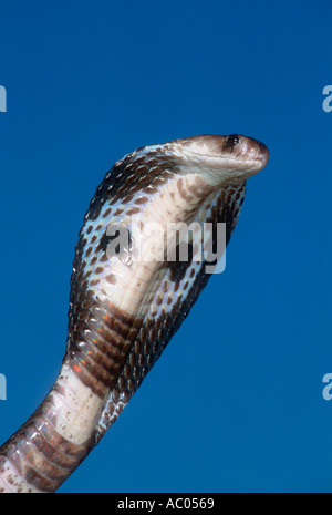 Spectacled cobra Naja naja or Common Cobra, Asian Cobra, Indian Cobra,Distribution Asia Stock Photo
