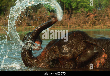 Indian Elephant Elephus maximus Domestic Spraying water with trunk Kanha National Park Madhya Pradesh India Stock Photo