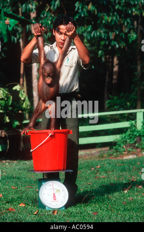 Orangutan Pongo pygmaeus Baby being weighed to monitor progress Sepilok Rehabilitation Centre Borneo Malaysia Endangered Stock Photo