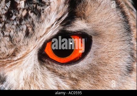 Bengal Eagle Owl Bubo bubo bengalensis India Stock Photo