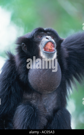 Siamang Hylobates syndactylus Calling showing inflated throat sack Endangered species South east Asia Stock Photo