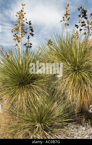 Soap Tree Yucca Elata Stock Photo
