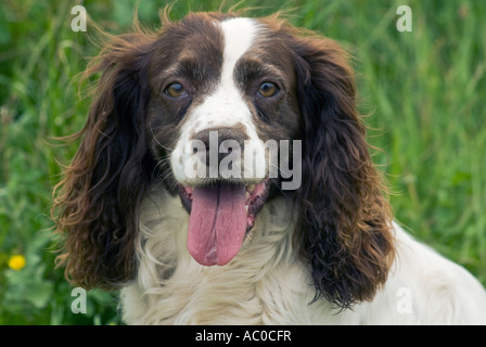 SPANIEL COCKER CROSS Stock Photo