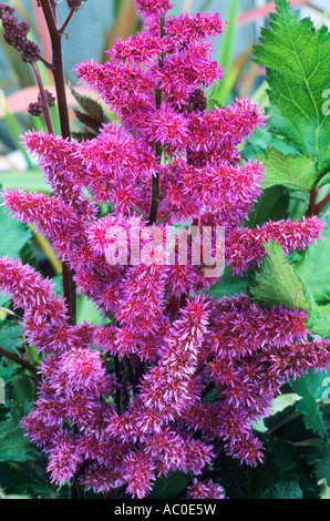 Astilbe chinensis Visions in Red Stock Photo