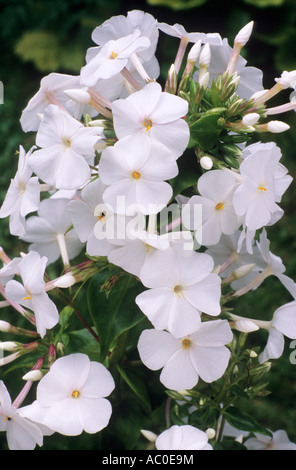 Phlox carolina 'Miss Lingard', white flowers, garden plant plants flower Stock Photo