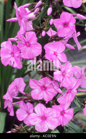 Phlox maculata 'Alpha', pink flowers, garden plant plants flowers Stock Photo