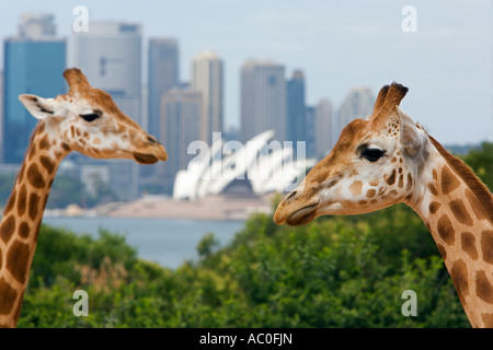 Giraffes at Taronga Zoo with a scenic backdrop of the Opera House and Sydney harbour Stock Photo