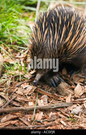An Eastern Long beaked Echidna Zaglossus bartoni The egg laying mammals are also known as Spiny Anteaters Stock Photo