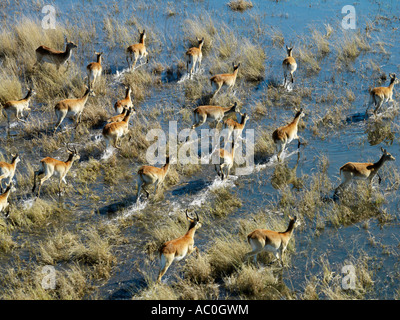Red lechwe cross a flood plain in the Okavango Delta Stock Photo