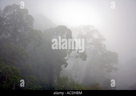 Mist covering the canopy of primary rainforest in the Danum Valley Scientific Area near Stock Photo