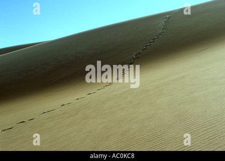 Footprints or tracks in a sand dune Photographed in the Great Sand Dunes National Park Colorado USA Stock Photo
