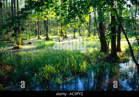 Bialowieza National Park Strict Nature Reserve, Poland Stock Photo