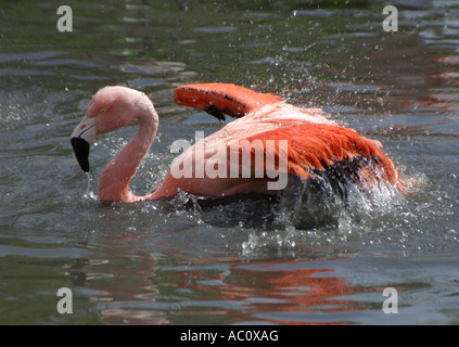 Caribbean flamingo washing Stock Photo