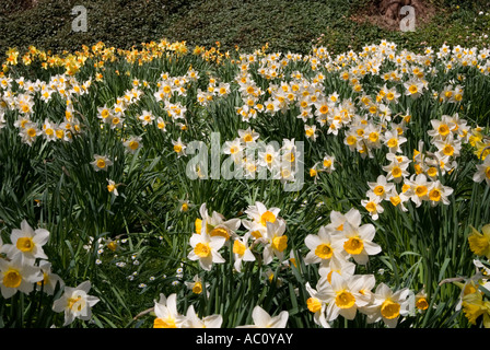 daffodil flower heads in groups of flowering plants Stock Photo