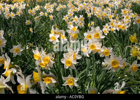 daffodil flower heads in groups of flowering plants Stock Photo