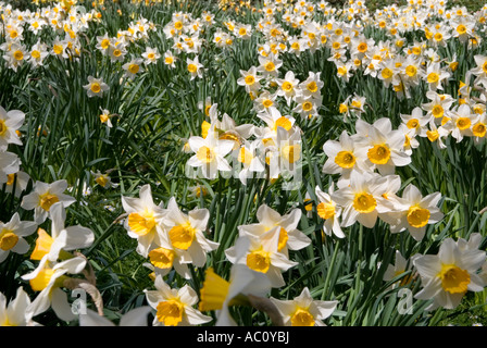 daffodil flower heads in groups of flowering plants Stock Photo