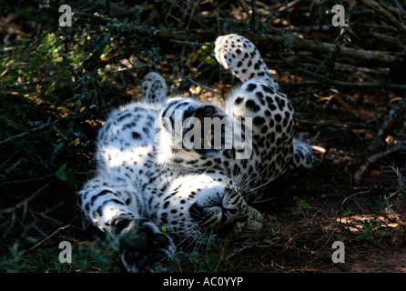 Leopard, Panthera pardus pardus, rolling on back and stretching Africa Stock Photo