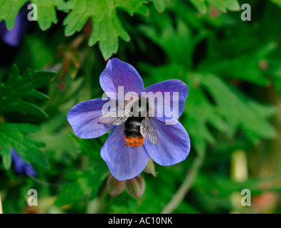 A Red Tailed Bumble  Bee (Bombus lapidarius) On A Species Of Geranium Stock Photo