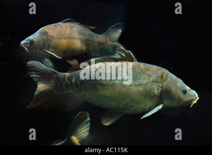 Mirror Carp Fish. Stock Photo