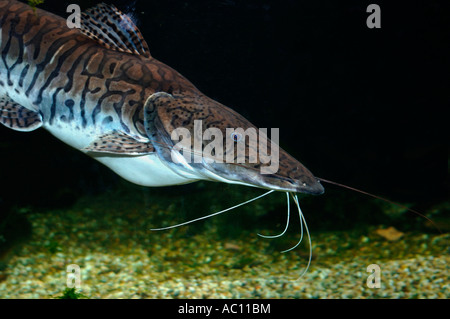 Tiger Shovelnose Catfish.(Pseudoplatystoma fasciatum). Stock Photo