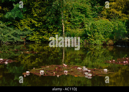 Water Lilys On A Pond,In A countryside Enviroment. Stock Photo
