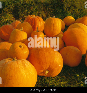 Pumpkins piled in the field Stock Photo